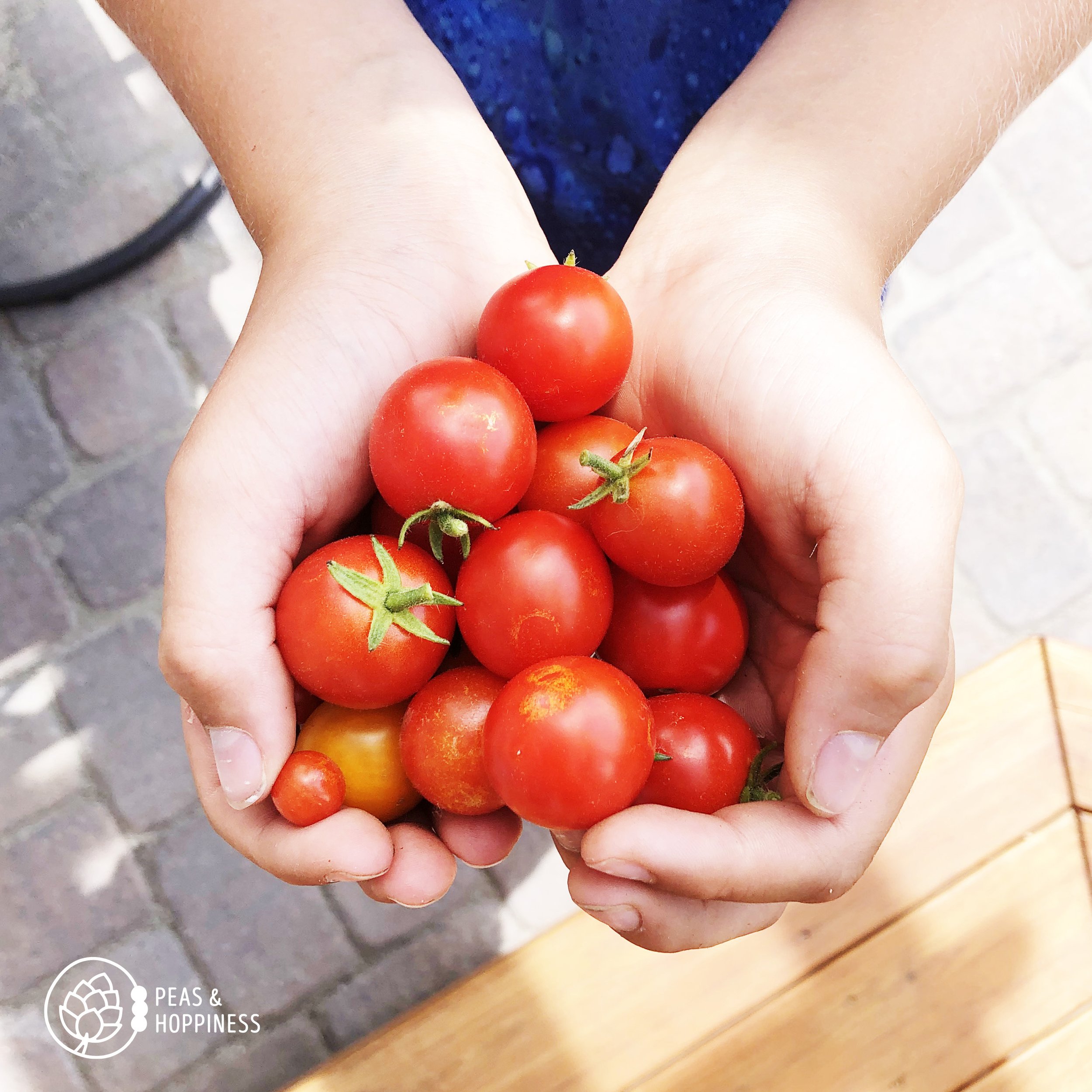 Child's hands holding fresh cherry tomatoes