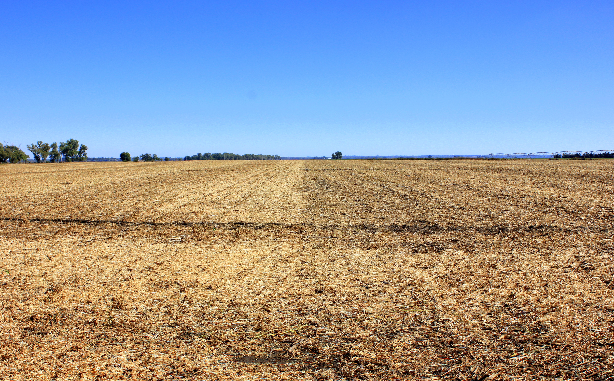 Soybean stubble (and a bit of leftover milo residue)