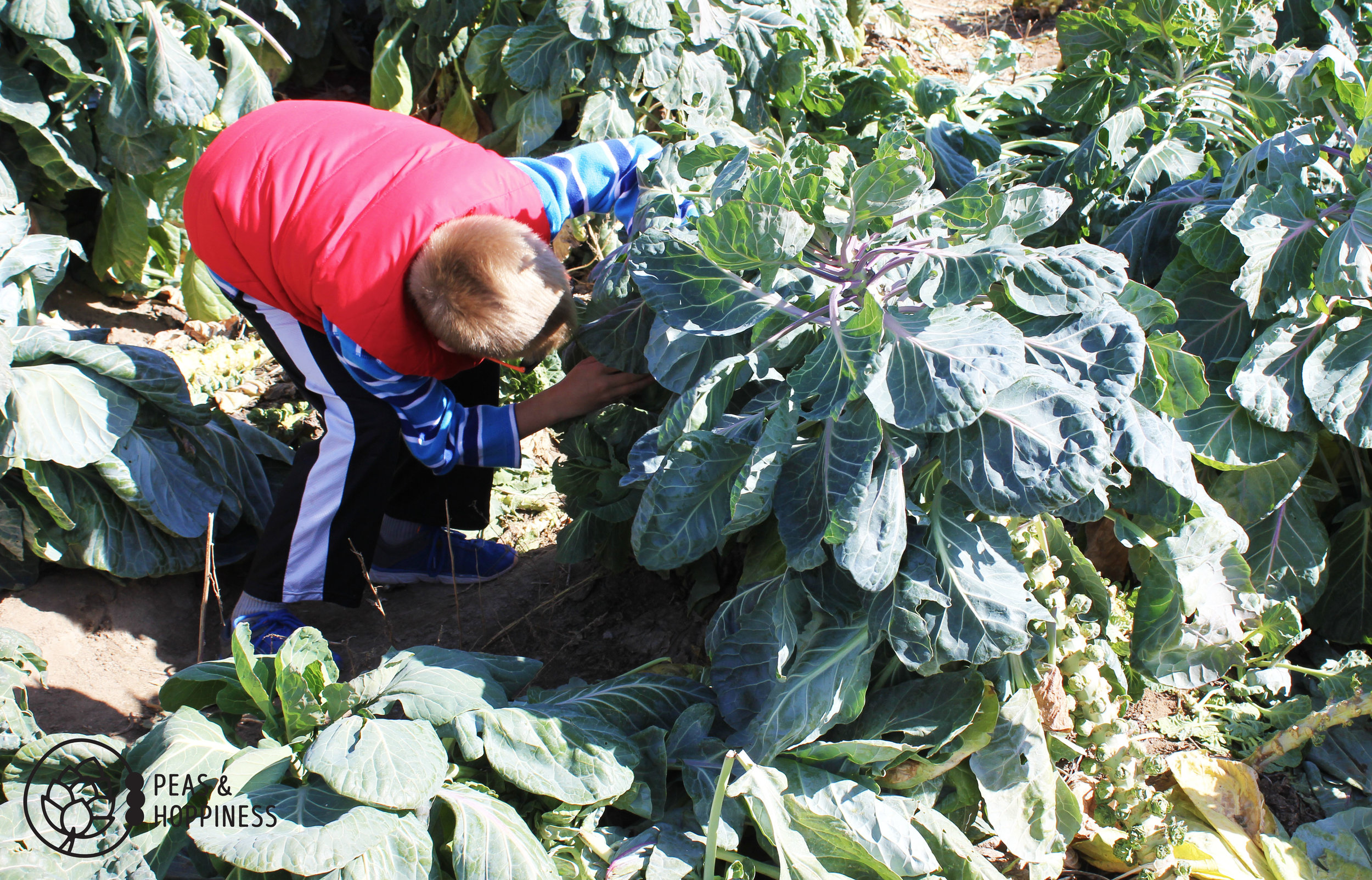 Searching for the elusive Brussels sprout at Miller Farms' Fall Festival
