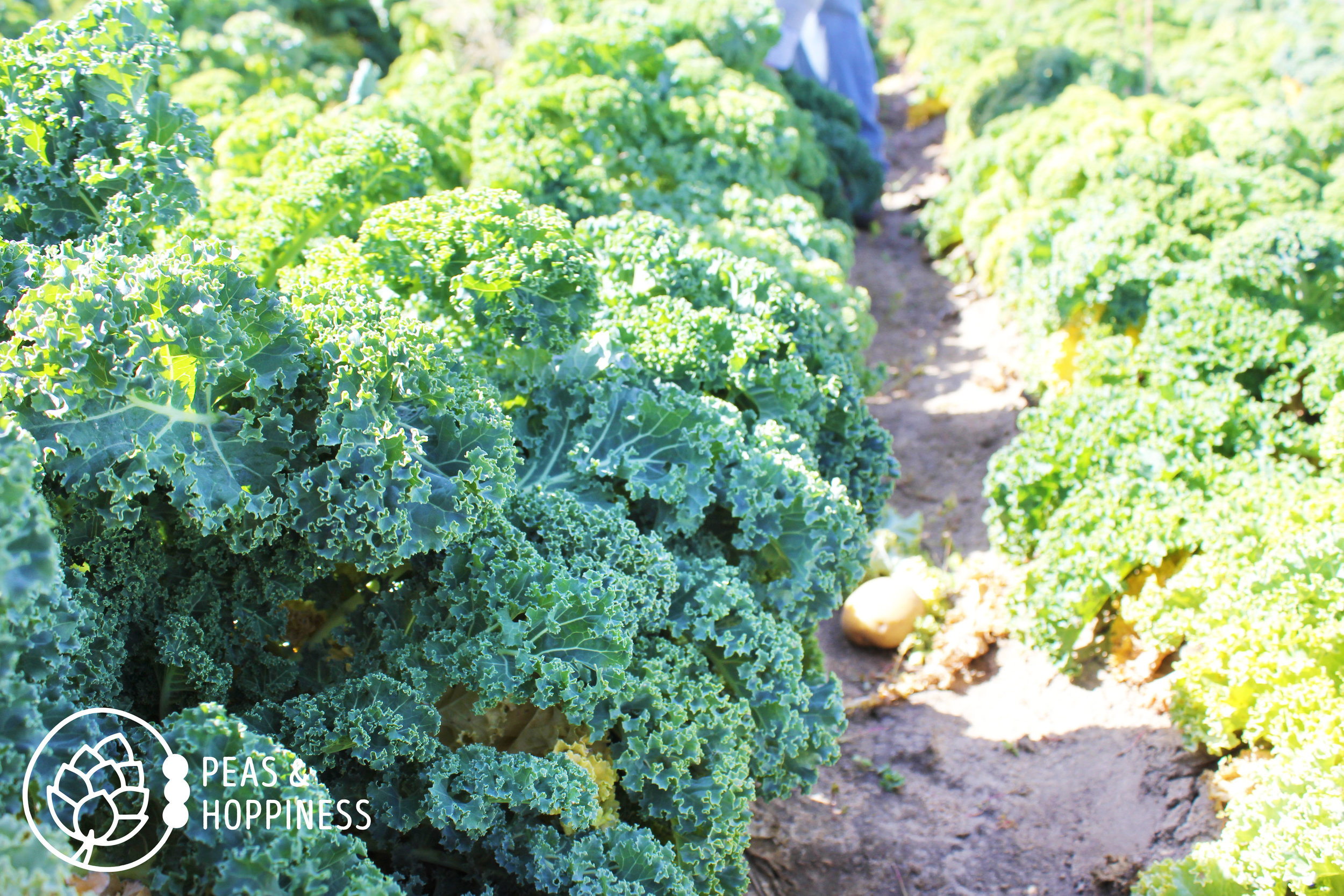 Beautiful kale ready for picking at Miller Farms' Fall Festival