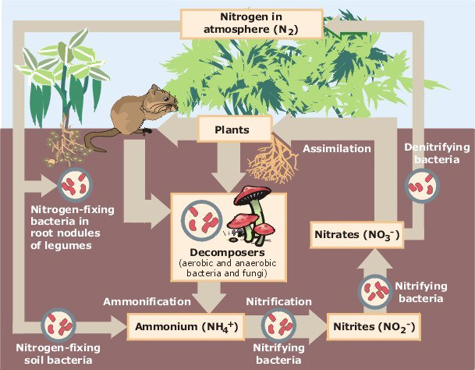 Graphic from by Environmental Protection Agency (http://www.epa.gov/maia/html/nitrogen.html) [Public domain or Public domain], via Wikimedia Commons
