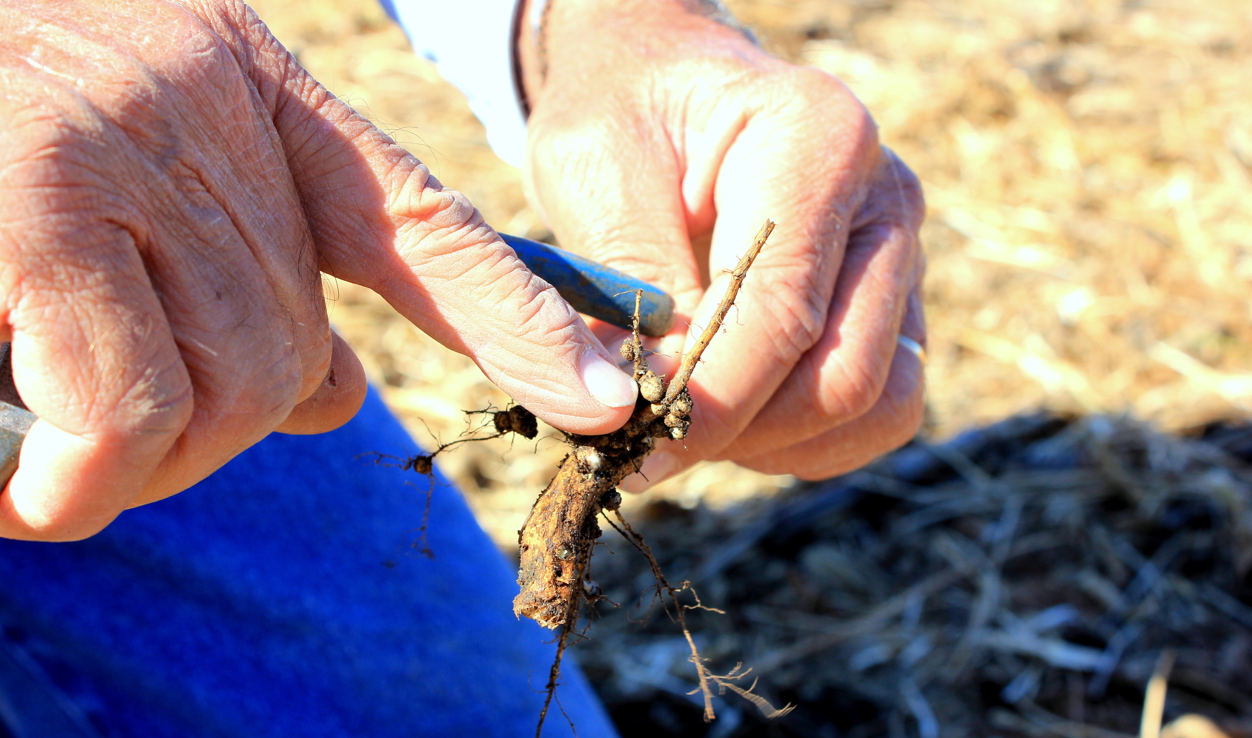 Dad showing off the nodules of the rhizobium bacteria on the root of a soybean plant