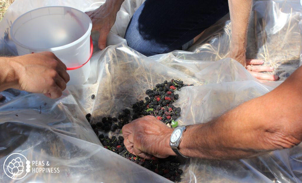 Fresh Mulberries