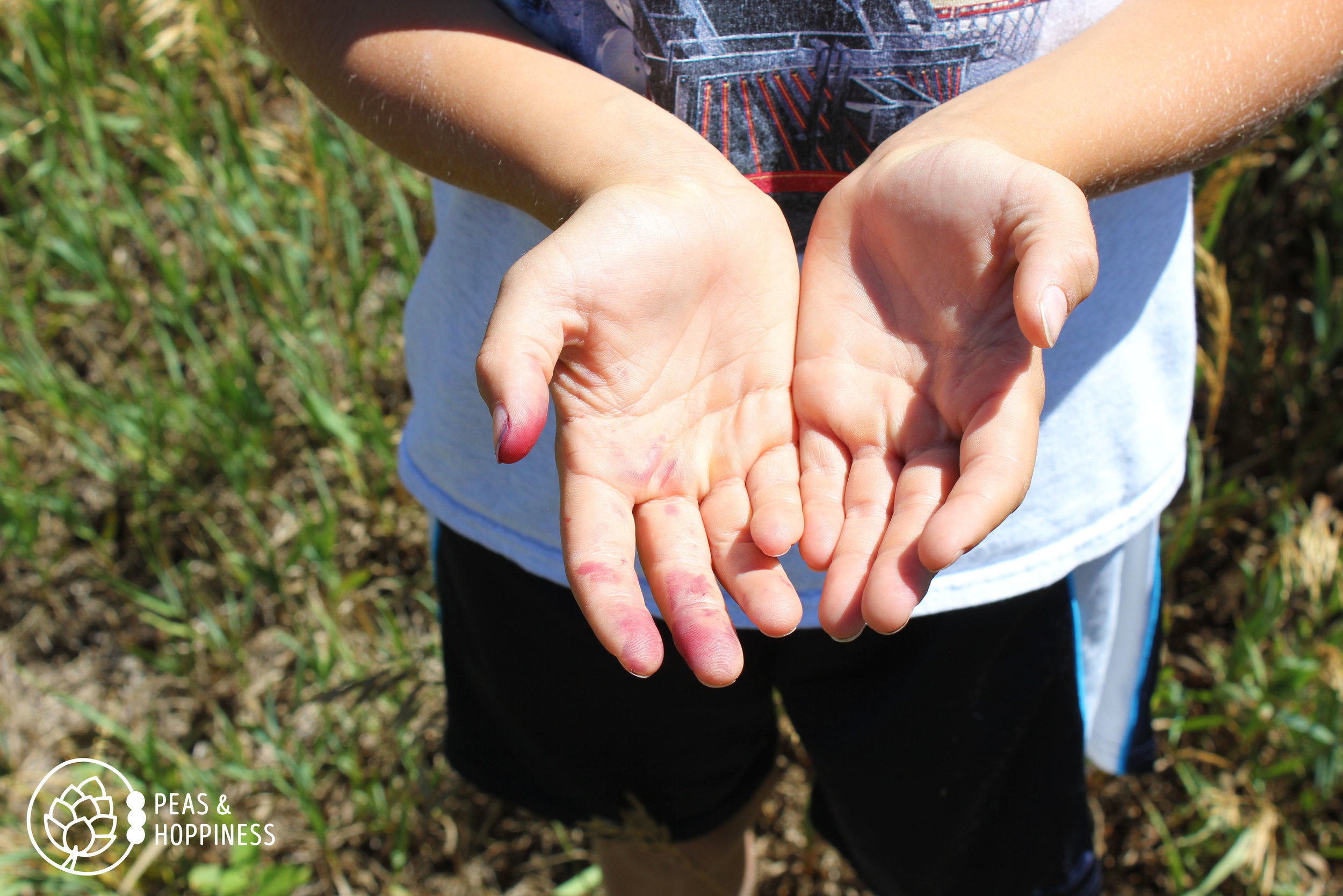 Mulberry-stained hands