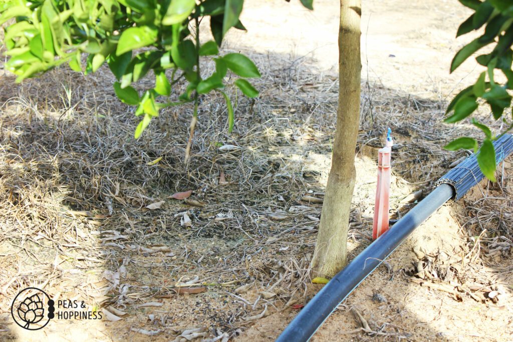 Orange tree trunk in a Florida Orange Grove