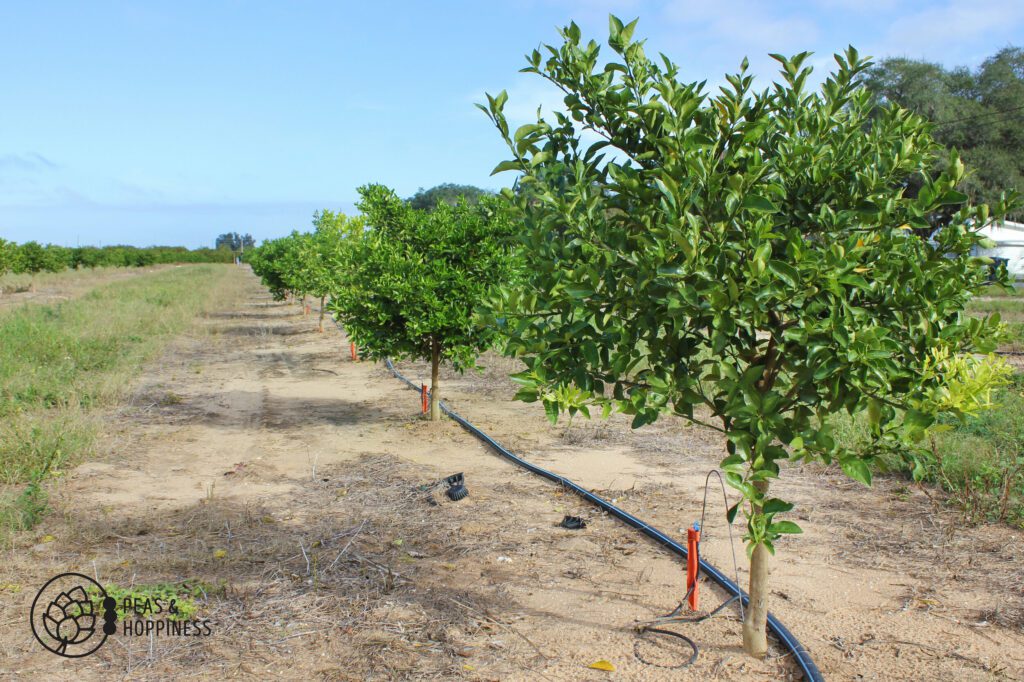 Row of tangerine trees in a Florida grove