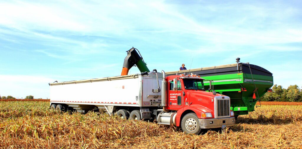 Milo (Sorghum) Harvest 2015 - Peas and Hoppiness