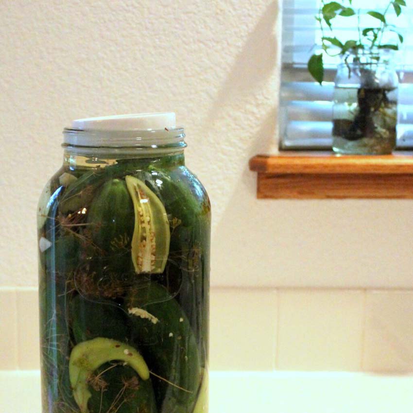 Pickles, Sauerkraut, & Preservation Peas and Hoppiness
