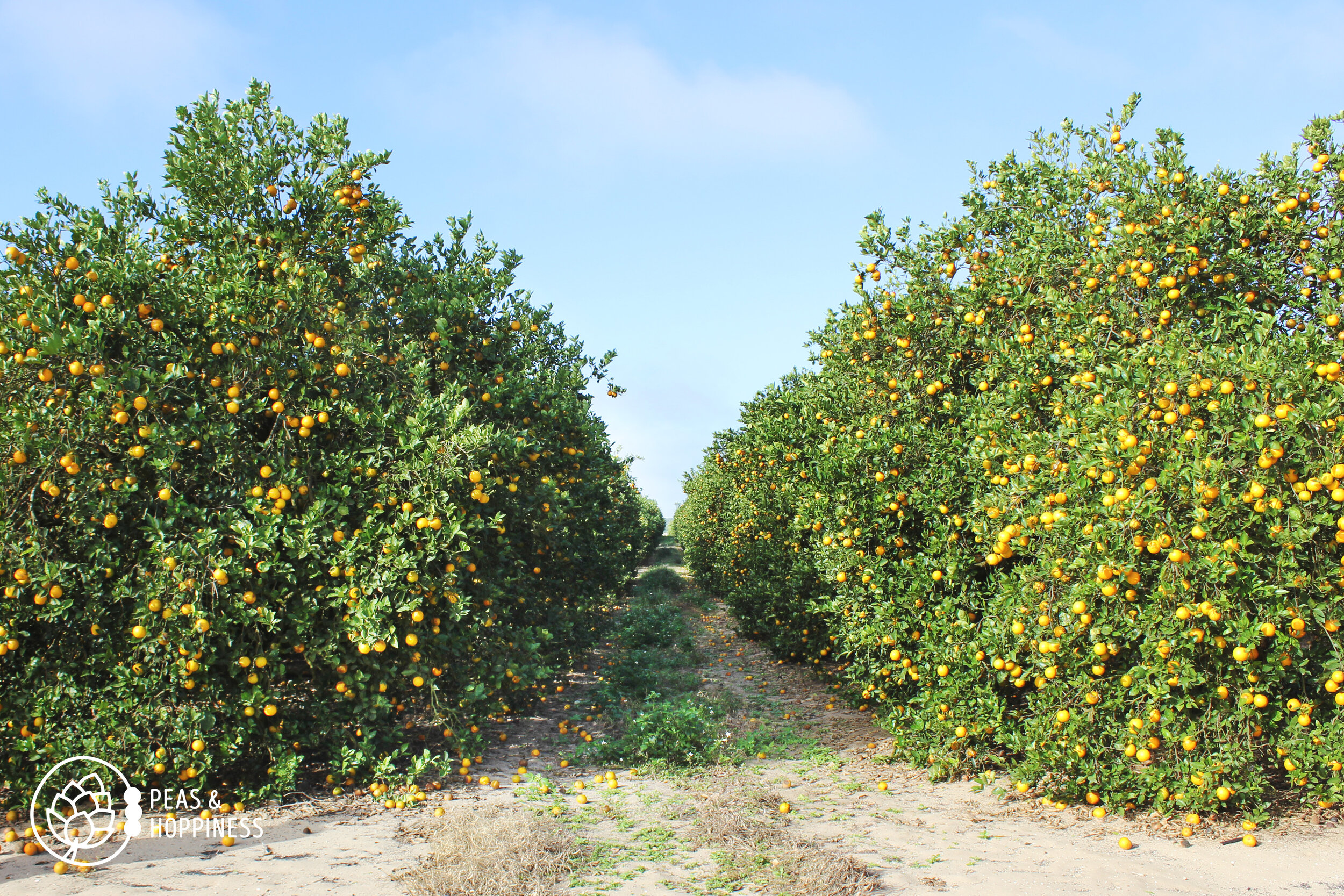 Rows of orange trees in a Florida Orange Grove Farm